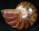 Cretaceous Nautilus Fossil - Madagascar #15010-1